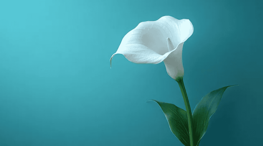 White calla lily against turquoise background