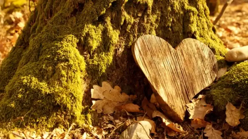 Heart-shaped wood at mossy tree base in forest.